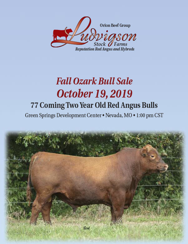 Ludvigson Stock Farms Red Angus Sale